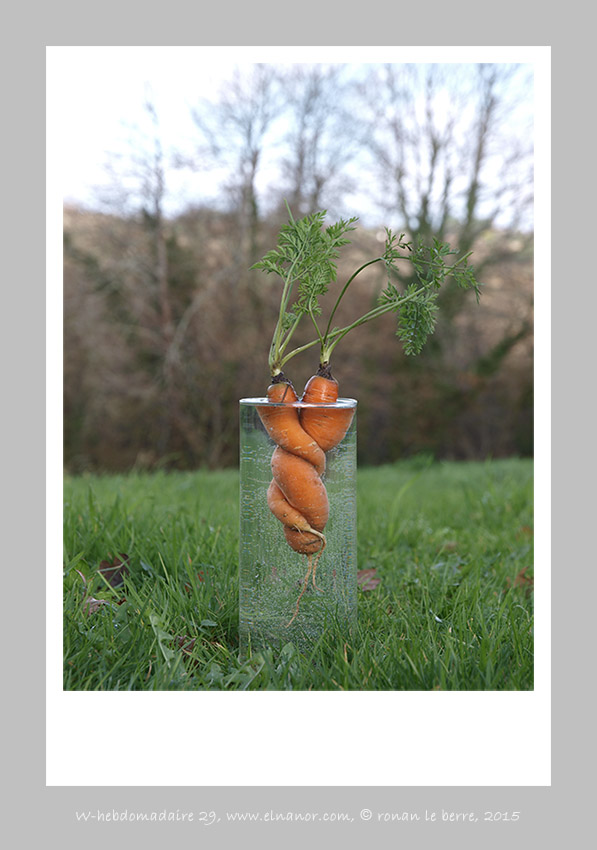 photographie de carottes  , ronan le berre, elnanor, imagier