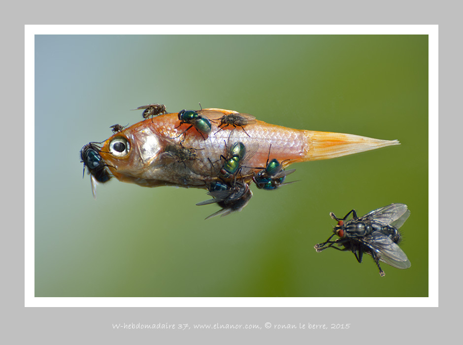 photography, dead red fish and flies, on a miror , ronan le berre, elnanor, imagier