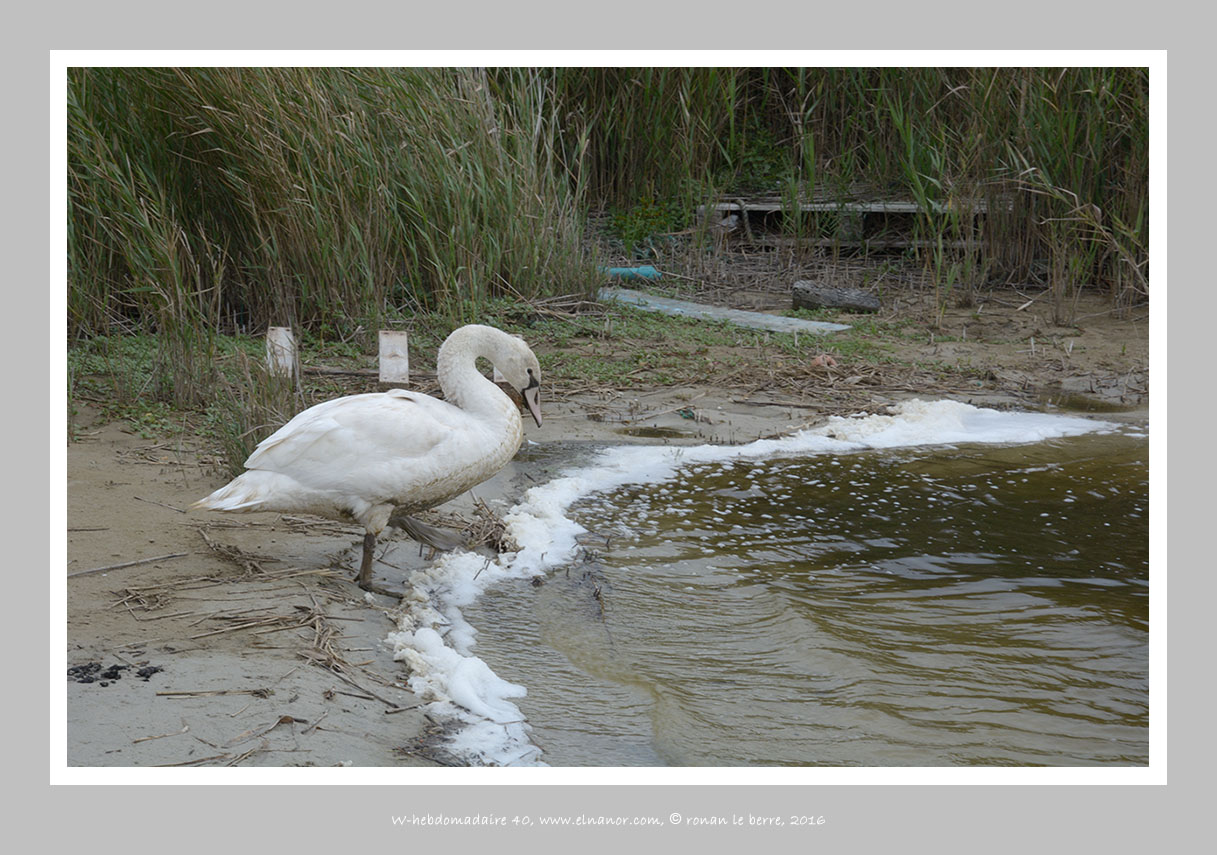 photo, cygne, ecume, réfugié, ailleurs, radeau méduse, etc. ,w-hebdo 40 année 2016 , ronan le berre, elnanor, imagier