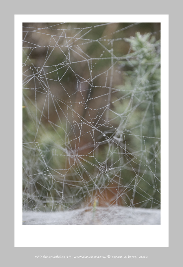 Photography toile d'araignée, w-hebdo 44 année 2016 , ronan le berre, elnanor, imagier